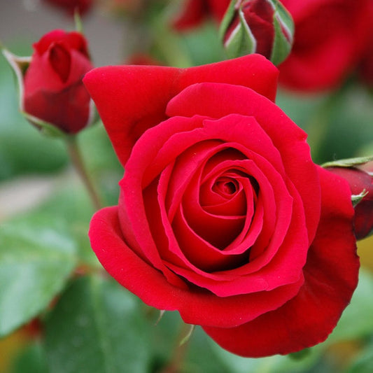 Fragrance of red and pink roses, blended for a velvety sweetness.  Roses are thought to be relaxing and restorative.